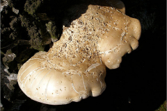 BZ_PDST_0120_berkenzwam_piptoporus betulinus