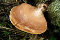 BZ_PDST_0128_berkenzwam_ piptoporus betulinus