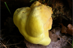 BZ_PDST_0152_ zwavelzwam_laetiporus sulphureus