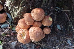 BZ_PDST_0154_schubbige bundelzwam_pholiota squarrosa