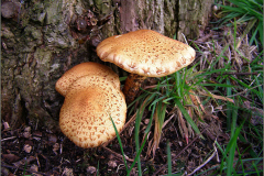 BZ_PDST_0155_schubbige bundelzwam_ pholiota squarrosa