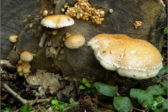 BZ_PDST_0156_wollige bundelzwam_ Hemipholiota populnea