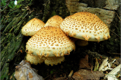 BZ_PDST_0157_schubbige bundelzwam_ pholiota squarrosa