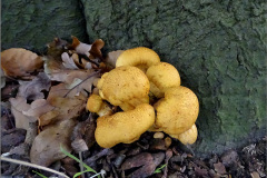 BZ_PDST_0158_oranje gele bundelzwam_pholiota tuberculosa