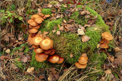 BZ_PDST_0165_stobbenzwammetje_ kuehneromyces mutabilis