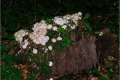 BZ_PDST_0175_stuifzwam sp_ lycoperdon sp