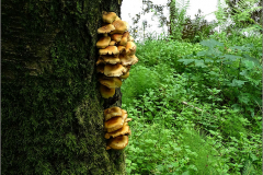 BZ_PDST_0185_goudvliesbundelzwam_pholiota aurivella