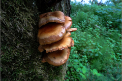 BZ_PDST_0186_goudvliesbundelzwam_pholiota aurivella