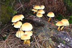 BZ_PDST_0205_dennenzwavelkop_psilocybe capnoides