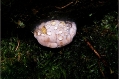 BZ_PDST_0220_roodgerande houtzwam_fomitopsis pinicola