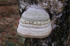 BZ_PDST_0230_ echte tonderzwam_fomes fomentarius