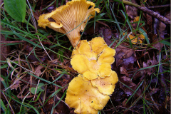 C_PDST_0001_cantharel_cantharellus cibarius