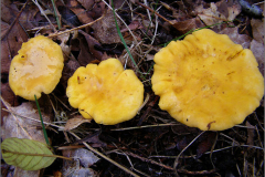 C_PDST_0003_cantharel_cantharellus cibarius