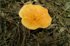 C_PDST_0003_cantharel_cantharellus cibarius