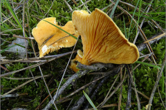 C_PDST_0004_cantharel_cantharellus cibarius