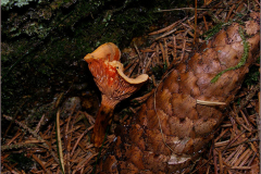 C_PDST_0005_valse hanenkam_ hygrophoropsis aurantiaca