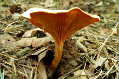 C_PDST_0006_valse hanenkam_ hygrophoropsis aurantiaca