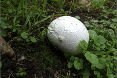 WD_0005_reuzenbovist_calvatia gigantea