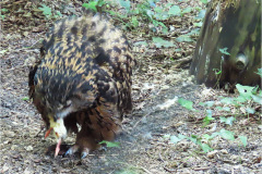 KC_VOG_0003_oehoe_bubo bubo