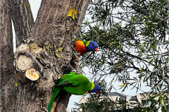 A_VOG_0008a_03_Australië_ rainbow lorikeet_trichoglossus haematodus