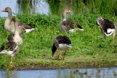 XD25a_VOG_0001_grauwe gans_geringd_LBS_anser anser