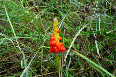 VRCH_0076_gevlekte  aronskelk_arum maculatum