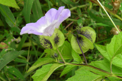 VRCH_0084_zegenkruid_nicandra physalodes