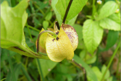 VRCH_0085_zegenkruid_nicandra physalodes