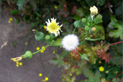 VRCH_0087_gewone melkdistel_sonchus oleraceus