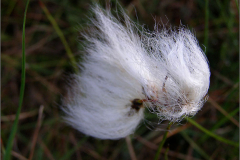 VRCH_0093_veenpluis_eriophorum angustifolium