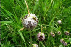 VRCH_0095_kraailook _allium vineale