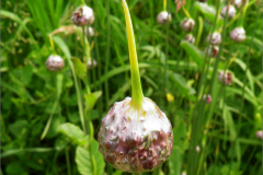 VRCH_0096_kraailook _allium vineale