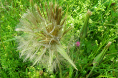 VRCH_0098_morgenster_tragopogon pratensis