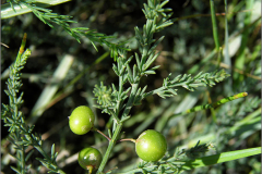 VRCH_0104_liggendeasperge_asparagus officinalis subsp.prostratua