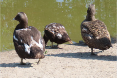 CVE_VOG_0001_eider_samateria mollissima