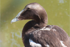 CVE_VOG_0002_eider_samateria mollissima