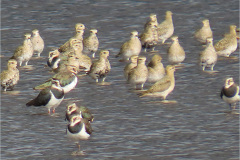 HJ_0001_goudplevier_pluvialis apricaria