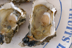 ZEE_0115_geopende oester_ostrea edulis